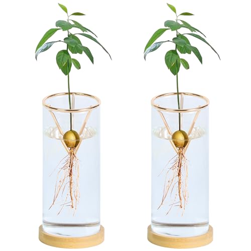 Bylion 2 Pack Avocado Growing Kits Avocado Seed Starter - color: Gold