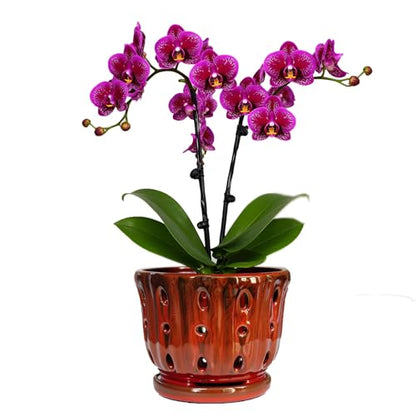 Ceramic Orchid Pot with Drainage Hole 6'' Orchid Planter (Red) - color: Red