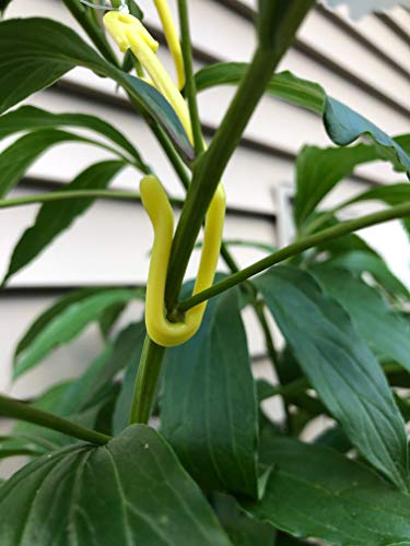 Plant Yoyo Hangers - 50 Pack - 2 Hooks - Plant Support for Stems & Branches with Heavy Buds, Colas, Flowers, Fruits & Vegetables - Great for Grow Tent, Grow Room, and Garden - color: 50 Pack