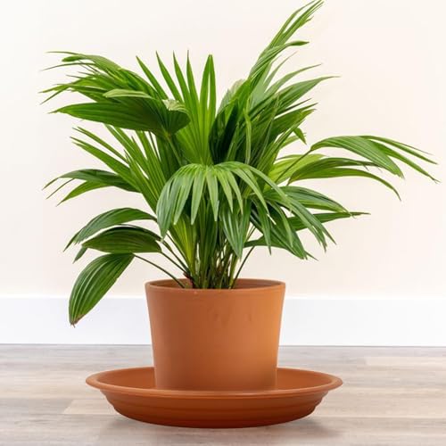 4 Pack of 12 inch Plant Saucer, Plastic Terracotta Plant Water Tray
