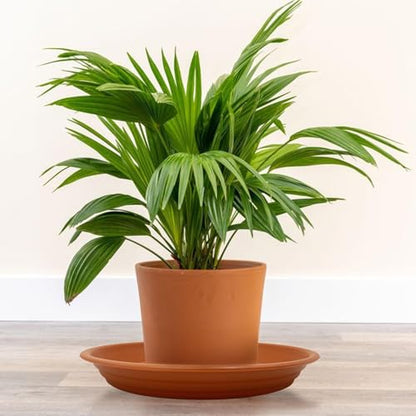 4 Pack of 12 inch Plant Saucer, Plastic Terracotta Plant Water Tray