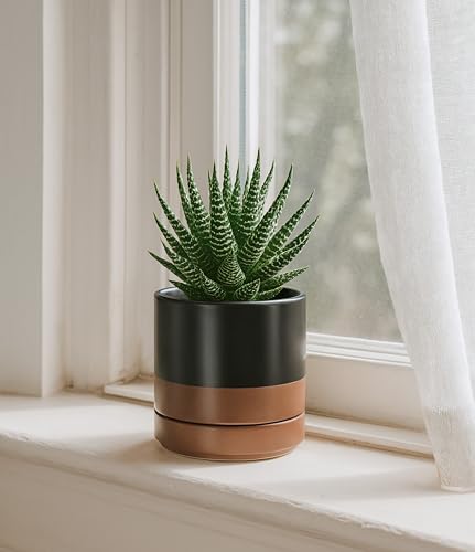D'vine Dev 2-Pack Ceramic Pots with Saucers, Black/Tan, 4.7 in, 94-V-B-7 - color: Black/Speckled Tan, size: 4.7 Inch