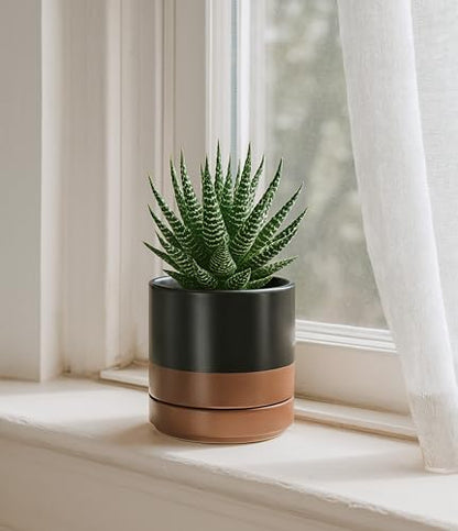 D'vine Dev 2-Pack Ceramic Pots with Saucers, Black/Tan, 4.7 in, 94-V-B-7 - color: Black/Speckled Tan, size: 4.7 Inch