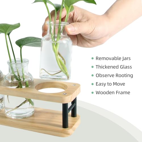THYGIFTREE Plant Propagation Station with Wooden Stand, Propagation Vases Glass Planters for Indoor Plants Hydroponic Propagating Jars Home Office Decor, Plant Lover Gifts - color: Natural Wood – 3 Jar
