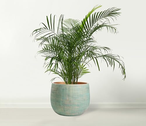Olly & Rose Bali 10 Inch Ceramic Cement Plant Pot - Indoor & Outdoor Planters - Garden and Flower Pot - color: Gold Teal