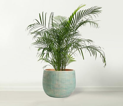 Olly & Rose Bali 10 Inch Ceramic Cement Plant Pot - Indoor & Outdoor Planters - Garden and Flower Pot - color: Gold Teal