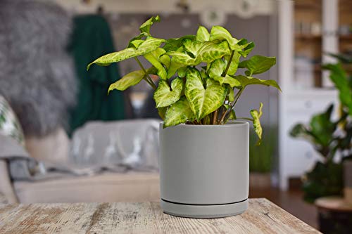 D'vine Dev 2-Pack Ceramic Pots with Saucers, 6/8 in, Grey, 94-G-M-3 - color: Gray, size: Medium