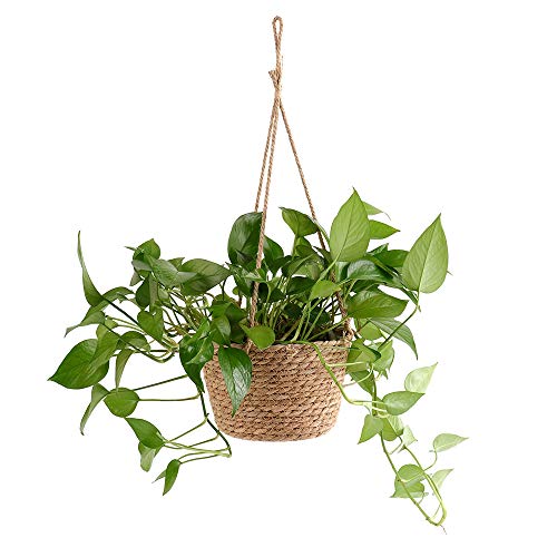 Hanging Planters for Indoor Plants, Hanging Planter with Jute Rope Woven Hanging Flower Pots Hanging Plant Holder Hanging Basket Retro Style Straw Basket for Office Party (1 Pack)