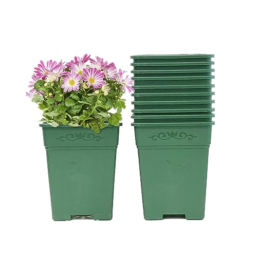 Cotta Planters Square Nursery Pot 0.5 Gallon 5 Inch Plastic Planters for Outdoor Indoor Plants 10-Pack with Drainage Holes Green - color: Green, size: 10-Pack 0.5 Gal Square