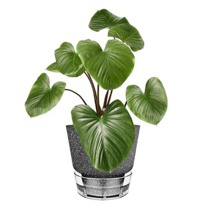 2024 Upgraded 5 Pack 6-Inch Self-Watering Planter Pots with Deep Reservoir for Indoor and Outdoor Plants with Planting Tools (Frosted Black) - color: Frosted Black