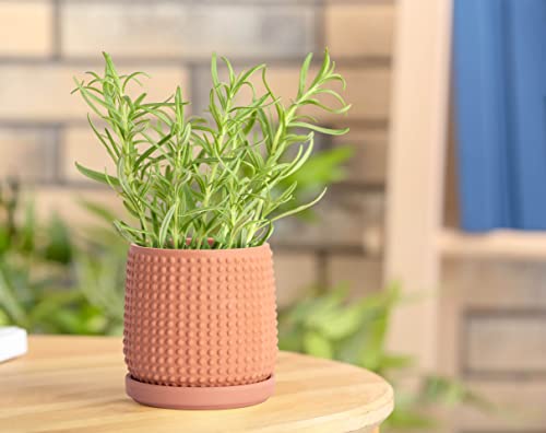 D'vine Dev Beaded Terracotta Pot with Saucer, 4 in, Terra Cotta, 27-C-Z-7 - color: Terracotta, size: 4.3 Inch