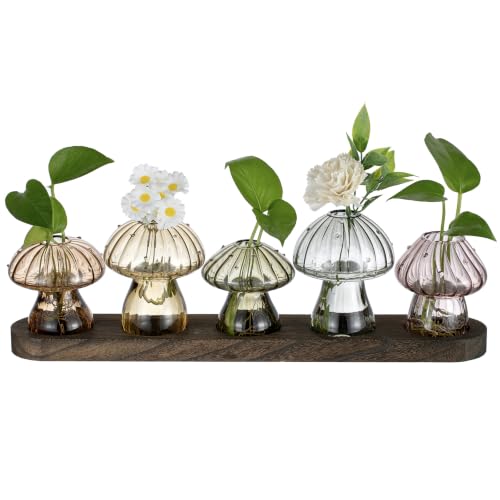 Glasseam 5 Pcs Mushroom Propagation Station: Glass Terrarium Jar for Plants - color: Fall-colored, size: 5Pcs