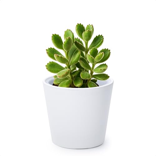 Phoenix Vine 4.5 Inch White Plastic Cachepot with Clear Nursery Pot, Decorative Lightweight Planter Cover with Transparent Inner Pot for Indoor Houseplants, Pack of 1, 24-B-D-1 - color: Matte White, size: 4.5" (1 Pack)
