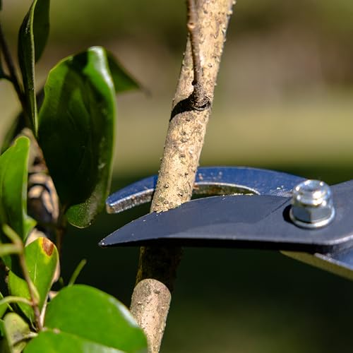 Radius Garden 28" Bypass Lopper with Precision Steel Blades for Pruning
