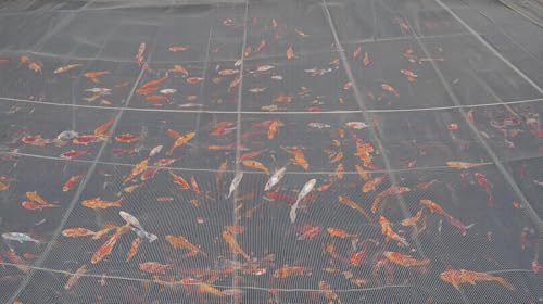 16x30ft/5x9m HDPE Anti Aging Orchard Garden Anti Hail Anti Bird Netting - size: 16 x 30 ft