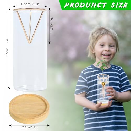 Bylion 2 Pack Avocado Growing Kits Avocado Seed Starter - color: Gold