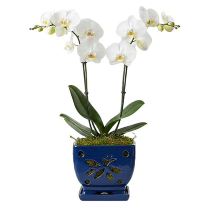 Blue Ceramic Orchid Pots with Holes Square Orchids Pots 5.5 inch - color: Blue