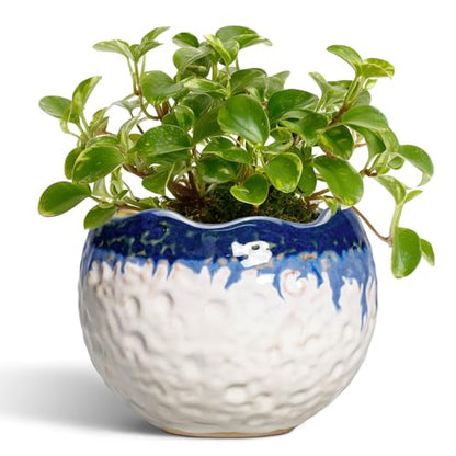 4 Inch Plant Pots, Ceramic Pots for Plants, Beige-Blue - color: Beige-blue, size: 4.5 Inch