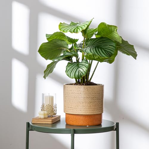 8 Inch Ceramic Self Watering Planter with Drainage Hole, Brush - color: Brush, size: Medium