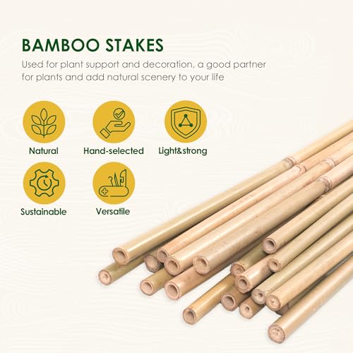 Cambaverd Bamboo Stakes 3ft, 50 Pack Garden Stakes, Bamboo Sticks for Plant - size: 36 Inch