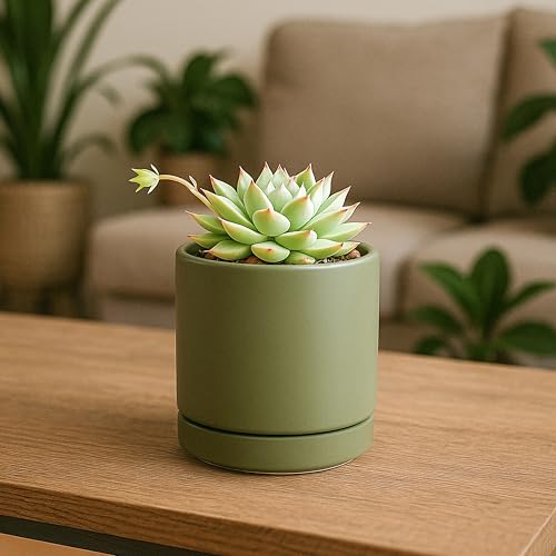 D'vine Dev 2-Pack Ceramic Pots with Saucers, Olive, 3.5 in, 94-V-A-J - color: Olive, size: 3.5 Inch