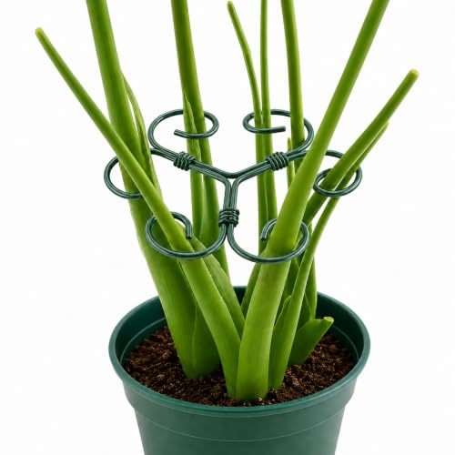 2PCS Monstera Plant Support, 4.1 Inch Metal Plant Stem Support with 6 Rings for Indoor Plants, Plant Stakes and Stem Holders for Monstera and Potted Plants(Green) - color: Green