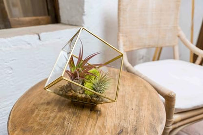 Heptahedron Geometric Glass Terrarium Kit with Red Abdita and Ionantha - Air Plant Tillandsia Holder - Live Tillandsia Succulent House Plant - Home and Garden Decor - Easy Care Indoor Outdoor Plants