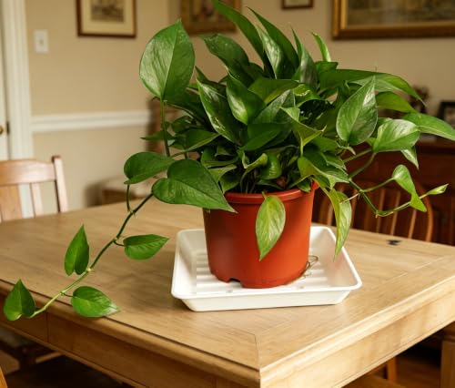 6 Pack 10" Square Plant Water Catcher Tray, Sturdy Plastic Saucer for Windowsill & Flower Pots, White - color: White, size: 10" - 6 Pack