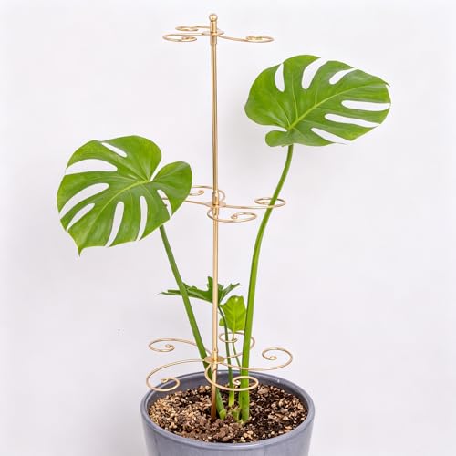24 Inch Plant Stem Support Stakes for Monstera & Climbing Plants - color: Gold