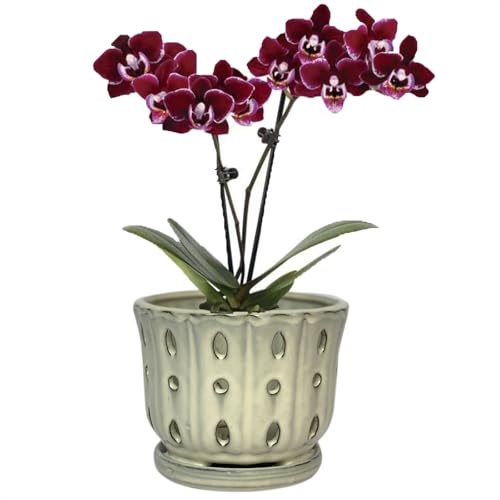 Ceramic Orchid Pot With Attached Saucer and Drainage Hole 6'' (Cream) - color: Cream