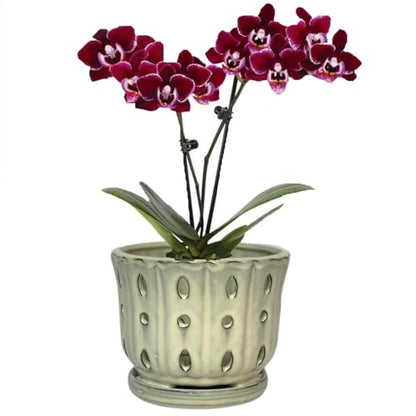 Ceramic Orchid Pot With Attached Saucer and Drainage Hole 6'' (Cream) - color: Cream
