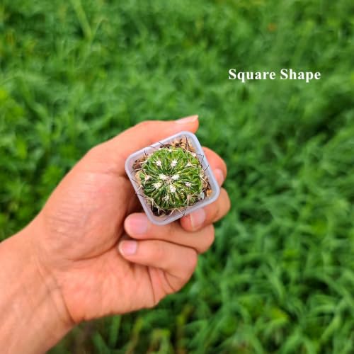 300 Pack 1.55 Inch Tiny Clear Plastic Square Nursery and Seedling Pot, Mini Transplant Seed Starter Planter with Drain Hole for Germination, Herb, Succulent - color: Clear