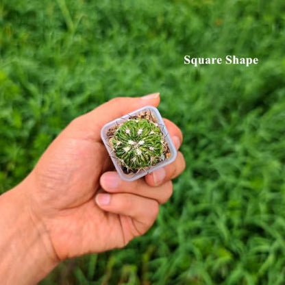 300 Pack 1.55 Inch Tiny Clear Plastic Square Nursery and Seedling Pot, Mini Transplant Seed Starter Planter with Drain Hole for Germination, Herb, Succulent - color: Clear