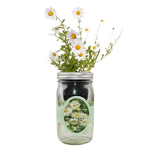 Hydroponic Herb Growing Kit, Self-Watering Mason Jar Herb Garden Starter Kit Indoor, Windowsill Herbs Garden, Grow Your Own Herbs from Organic Seeds (Chamomile) - color: Chamomile