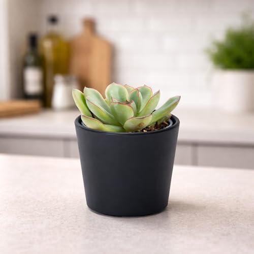 Phoenix Vine 3.5 Inch Black Plastic Cachepot with Clear Nursery Pot, Decorative Lightweight Planter Cover with Transparent Inner Pot for Indoor Houseplants, Pack of 4, 24-A-E-4 - color: Matte Black, size: 3.5" (4 Pack)