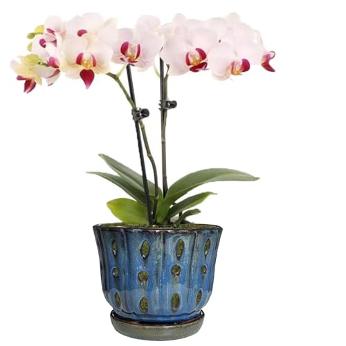 6 inch Round Ceramic Orchid Pot with Holes Orchid Planter (Dark Blue) - color: Dark Blue