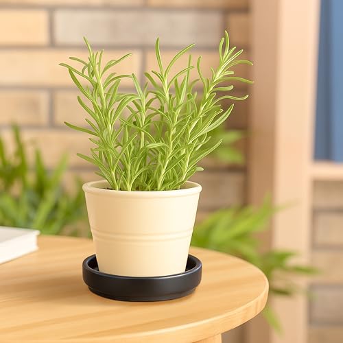 D'vine Dev Ceramic Plant Saucer/Drainage Tray, 3.7 in, Black, 97-T-B-1 - color: Black, size: 3.7" (1 Pack)