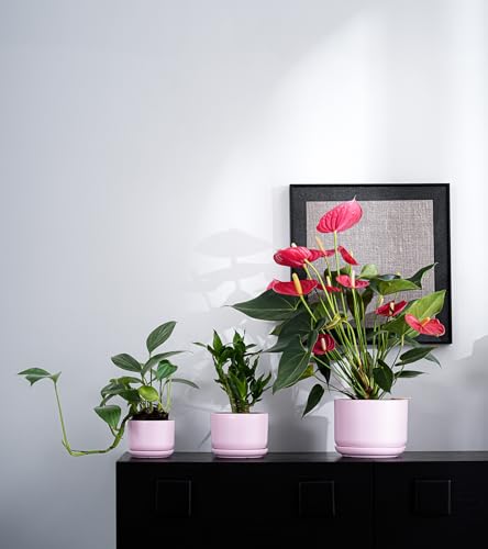 Plant Pots,Ceramic Planters with Drainage Holes&Saucer Set of 3(Matte Pink) - color: Matte Pink