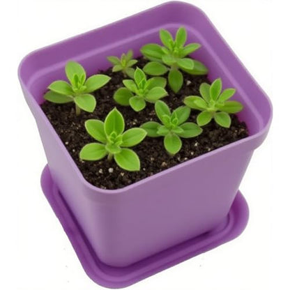 HOIGON 100 Pack 3 Inch Purple Square Nursery Pot, Durable Thickened Plastic Nursery Pots with Drain Holes, Small Square Planting Containers for Flower Tomatoes Basil - color: Purple