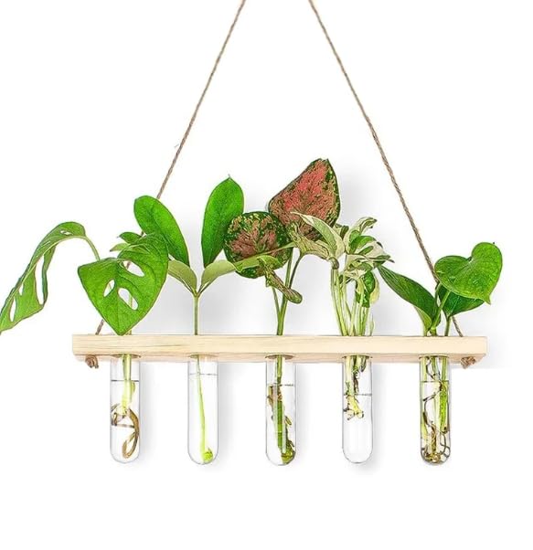 Kingbuy 5 Pack Glass Test Tube Planter, Wall Hydroponic Propagation Vases