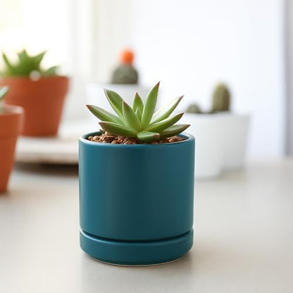 D'vine Dev 2-Pack Ceramic Pots with Saucers, Teal, 3.5 in, 94-V-A-9 - color: Teal, size: 3.5 Inch