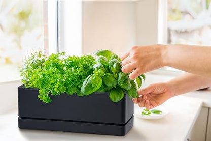 D'vine Dev Rectangular Planter, 12 x 4.5 in, Black, 76-X-B-1 - color: Black