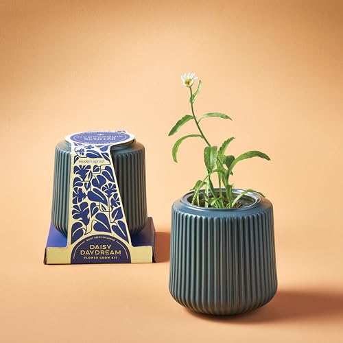 Modern Sprout Flower Grow Kit-Self-Watering Ceramic Planter-Daisy Daydream - color: Daisy Daydream