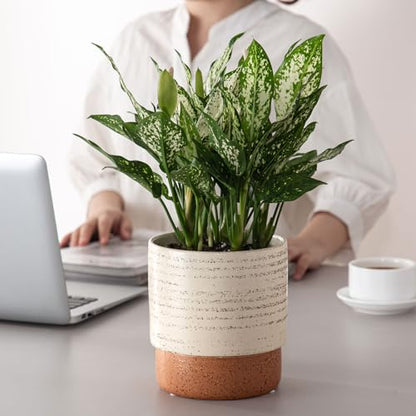 6 Inch Ceramic Self Watering Planter with Drainage Hole, Brush - color: Brush, size: Small