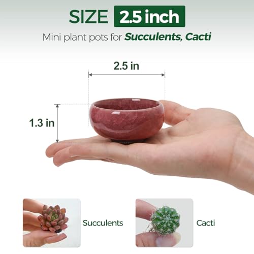T4U Mini Succulent Pots, Small Shallow Ceramic Pots, Retro Gift Set of 6 - size: Small