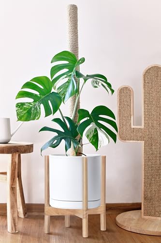D'vine Dev Ceramic Pot with Natural Wood Stand, White, 12 in, 55-B-J-1 - color: White Pot + Natural Stand, size: 12 Inch