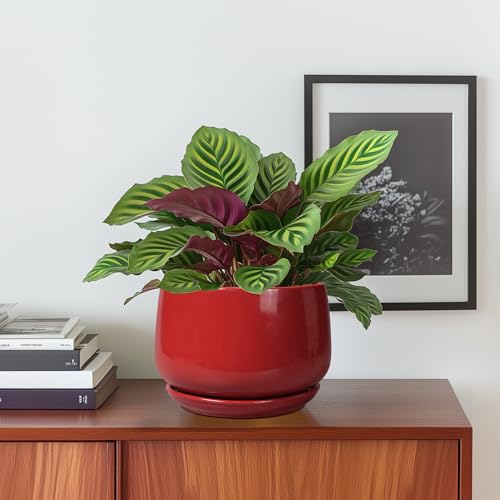 G EPGardening Ceramic Pot for Plants - 6 Inch Plant Pot with Drainage and Ceramic Tray, Modern Living Room Decor, Planter for Housewarming Gifts New Home, Red - color: Red, size: 5 Inch