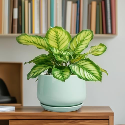 G EPGardening Ceramic Plant Pots, 6 Inch Pot for Plants, Green - color: Mint Green, size: 5 Inch