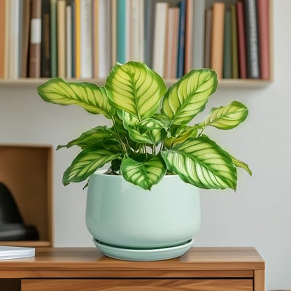 G EPGardening Ceramic Plant Pots, 6 Inch Pot for Plants, Green - color: Mint Green, size: 5 Inch