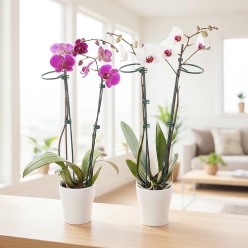 6pcs Plant Support Stakes Plant Stakes for Indoor 12/25/36 Inch Plants Sticks Support Adjustable Tall Plants Holder Sticks with 30 Clip for Peony Tomato Orchid Lily Flower